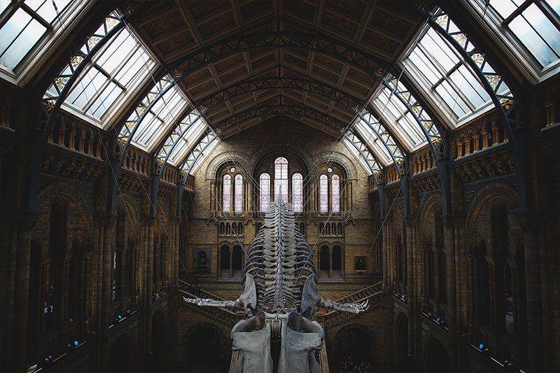 位于英国伦敦的自然历史博物馆 The Natural History Museum